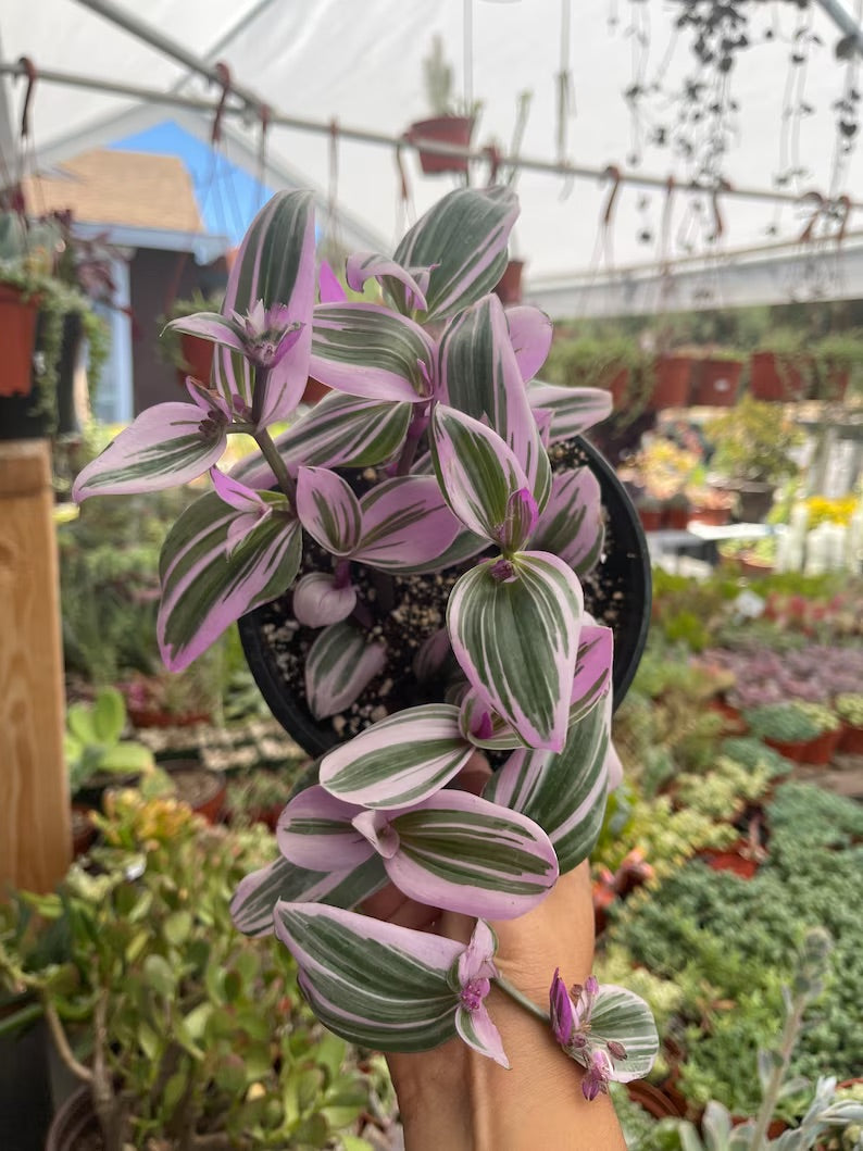 is tradescantia nanouk a succulent Tradescantia Nanouk 6'' Pot Live Plant – Dose of Succulents