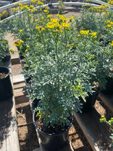 Load image into Gallery viewer, 1gal Rue Herb Common Rue Ruta Graveolens