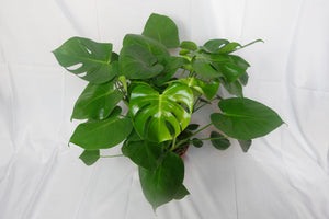 Monstera Deliciosa Large plant