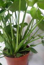 Load image into Gallery viewer, Monstera Deliciosa Large plant