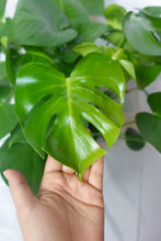Load image into Gallery viewer, Monstera Deliciosa Large plant