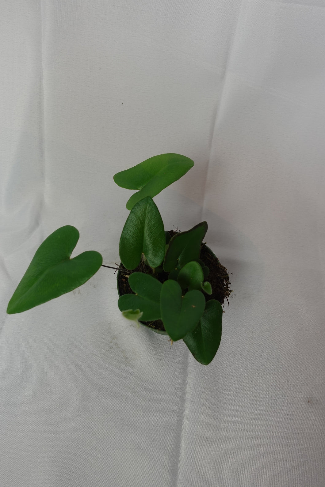 Hemionitis Arifolia - Heart Fern 4'' Pot