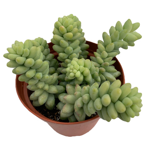 Sedum Morganianum Burro Tail - 4'' pot Donkey Tail - Dose of Succulents
