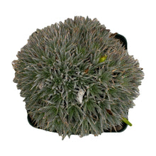 Load image into Gallery viewer, Deuterocohnia Brevifolia Argentina Ball - 4 inch