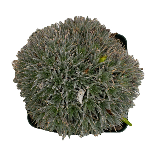 Deuterocohnia Brevifolia Argentina Ball - 4 inch