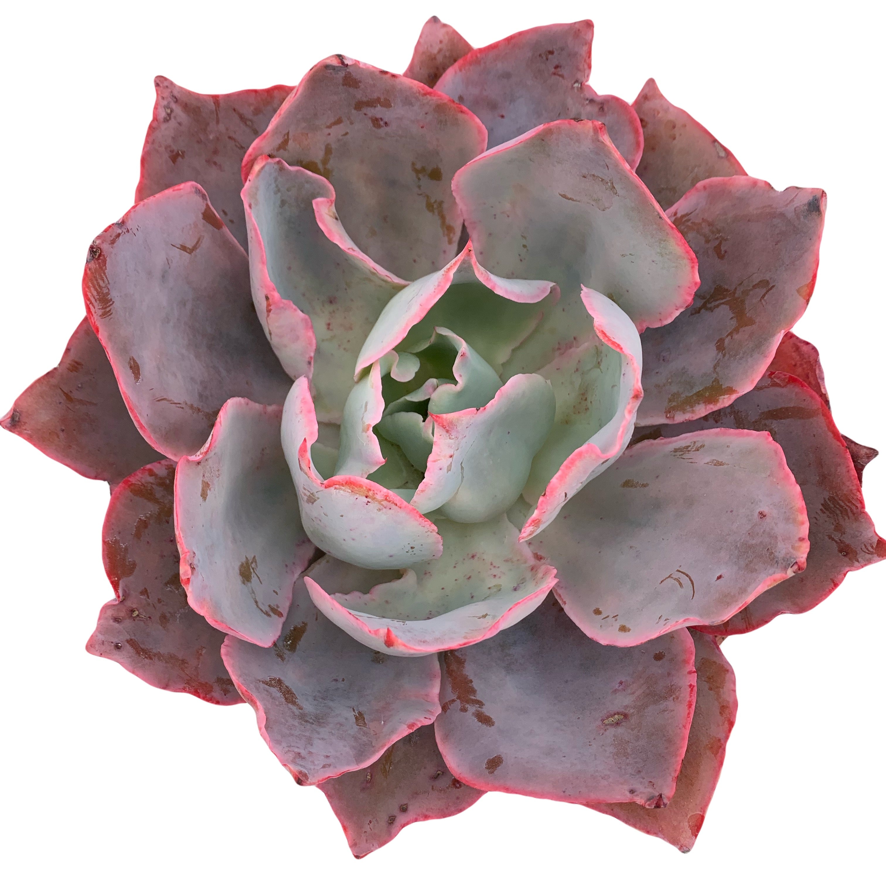 echeveria afterglow succulent plant Echeveria Afterglow (6 inch)