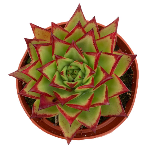 Echeveria Agavoides Lipstick - 6'' pot - Dose of Succulents