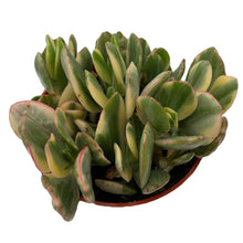 Load image into Gallery viewer, Crassula Jade Collection