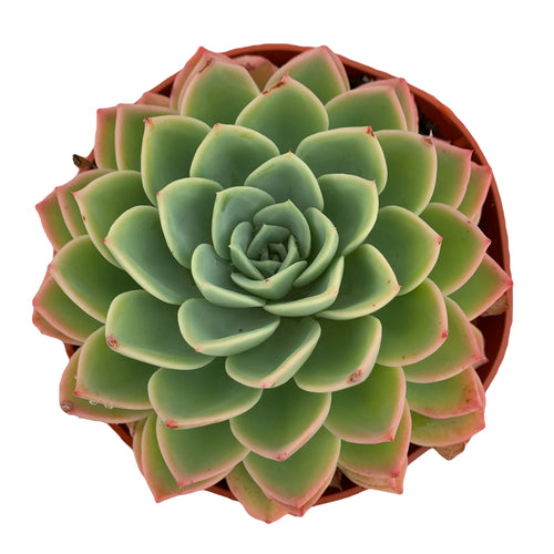 Echeveria Blue Atoll - 6'' Pot - Dose of Succulents