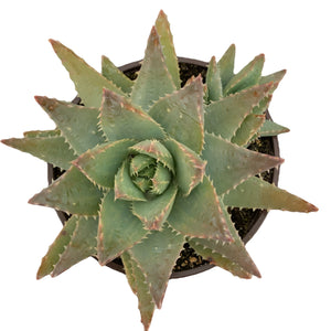 Aloe Brevifolia - 6'' Pot