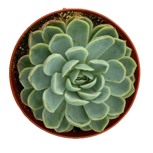 Echeveria Elegans Mexican Snowball - 6'' Pot - Dose of Succulents