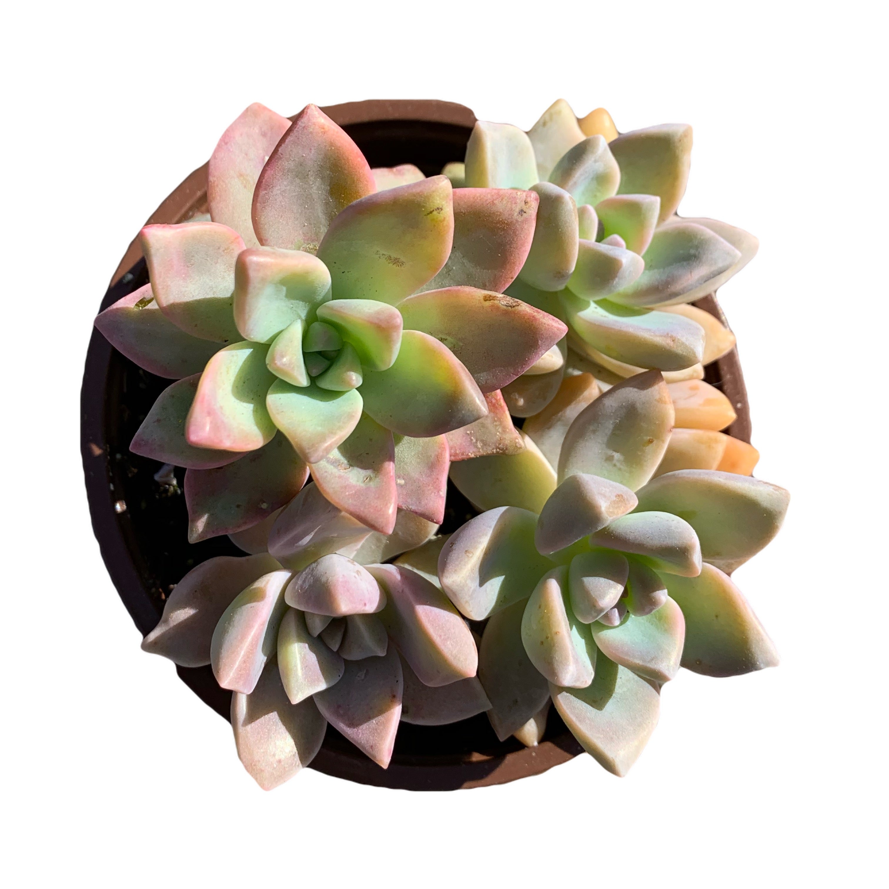 variegated ghost succulent Variegated Ghost Plant