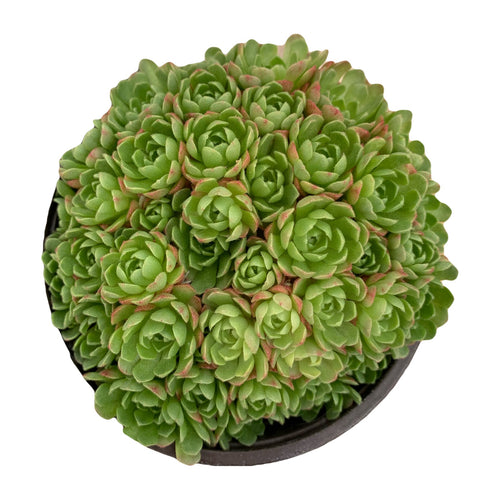 Rosularia Chrysantha - 4'' pot