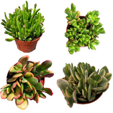 Load image into Gallery viewer, Crassula Jade Collection
