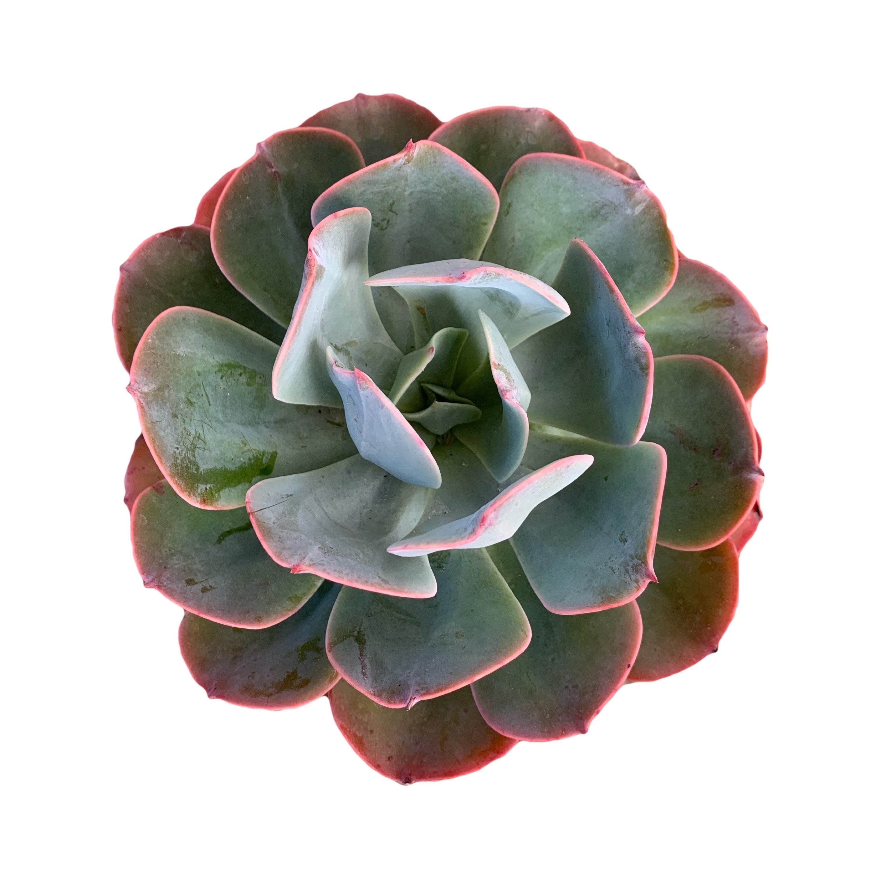 echeveria blue sky succulent plant Echeveria Blue Sky – Dose of Succulents