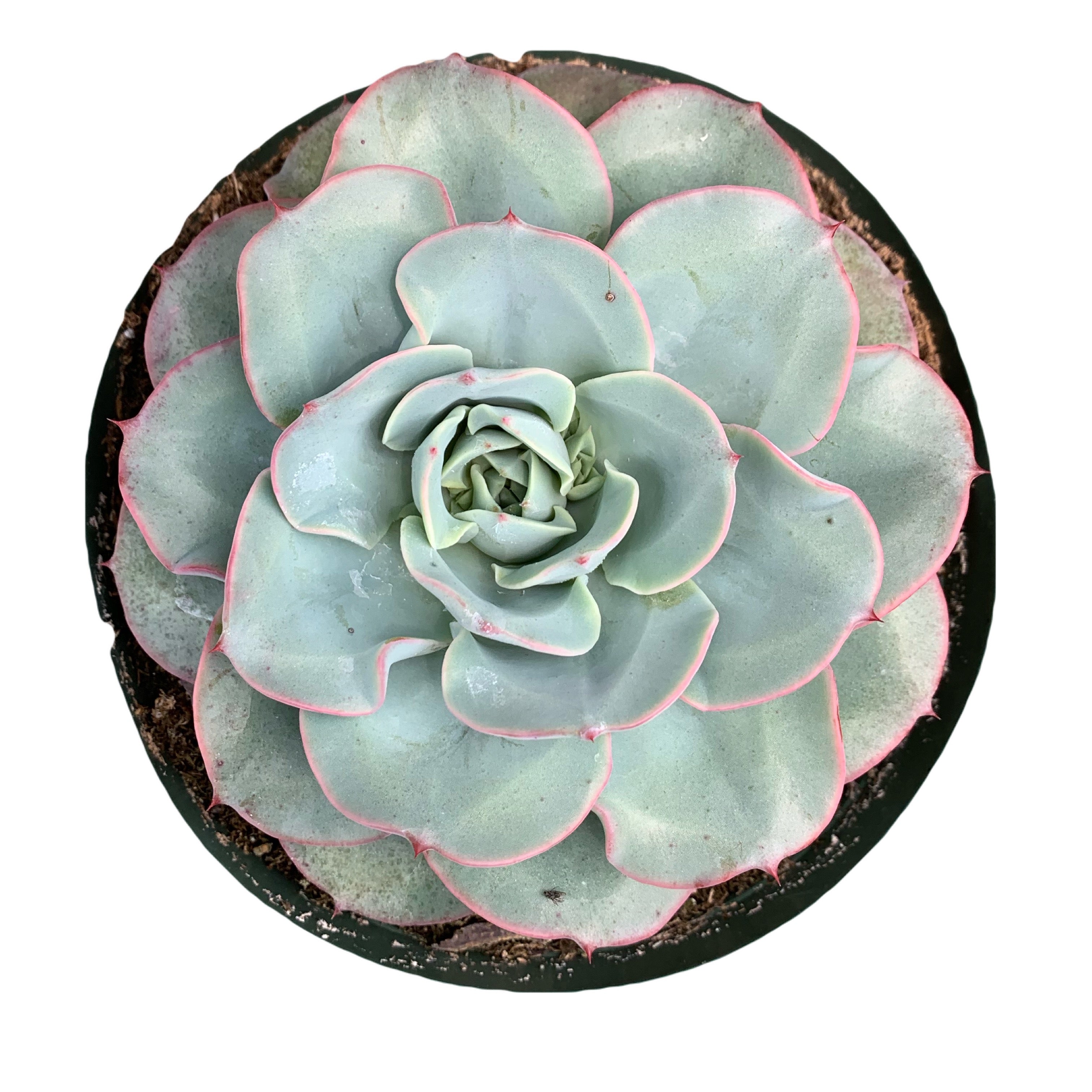 atlantis succulent Echeveria Atlantis – Dose of Succulents