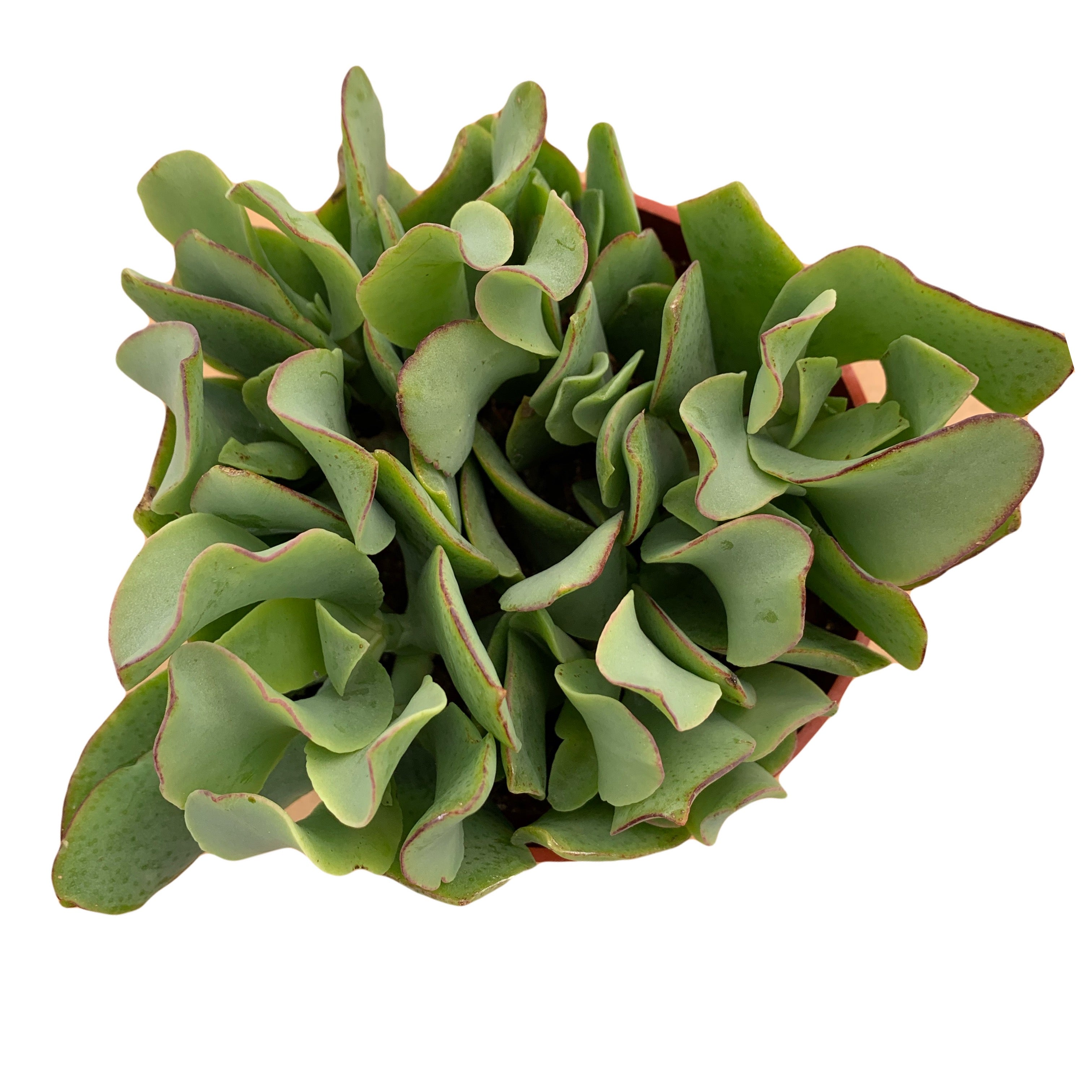 ruffle jade succulent Crassula arborescens undulatifolia 'Ripple Jade' 4 Inch