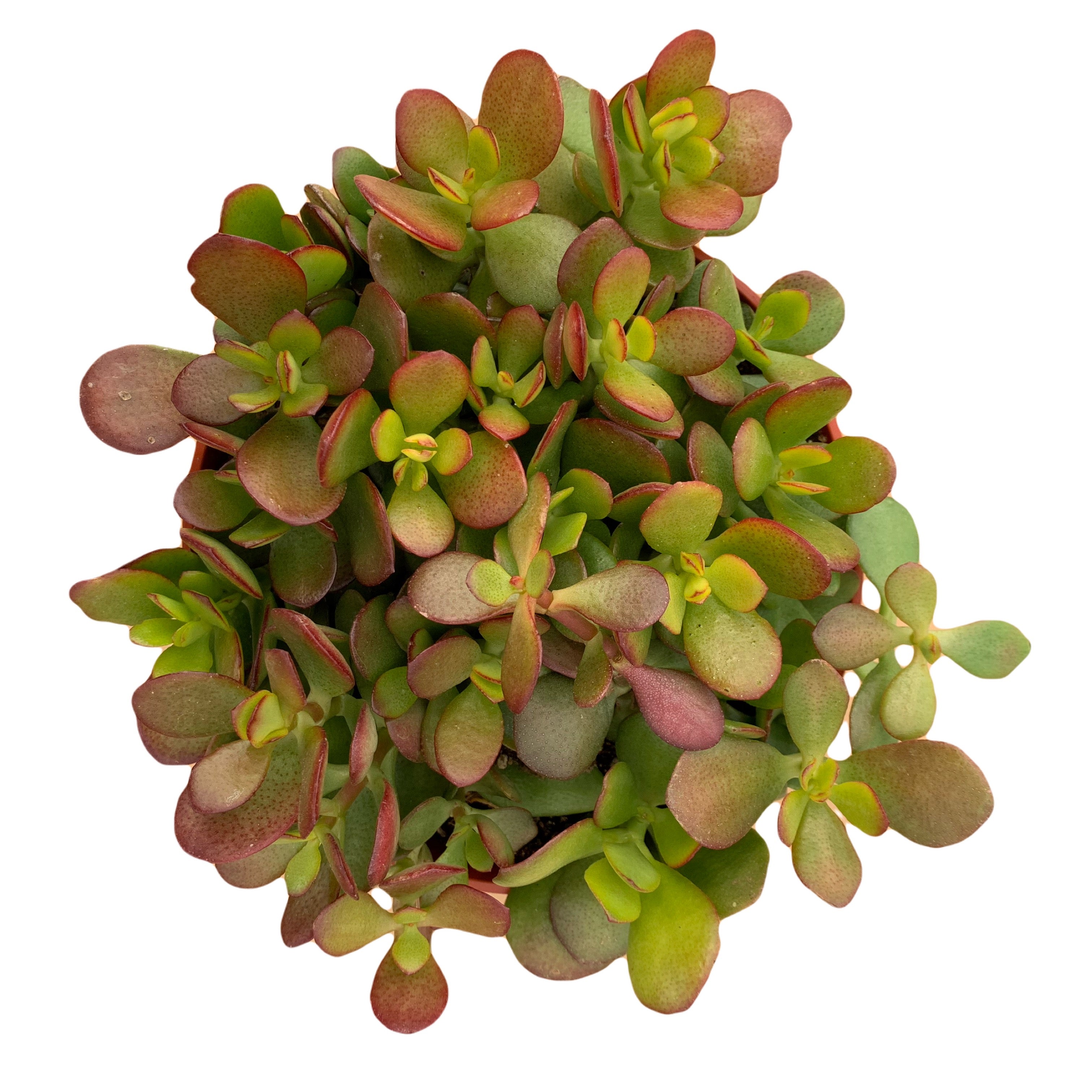 jade crosby plant Crassula Ovata Jade Crosby