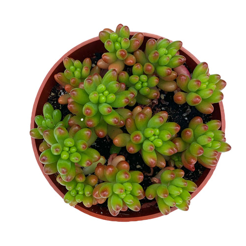 Sedum Rubrotinctum Jelly Beans Pork and Beans - 4'' Pot - Dose of Succulents