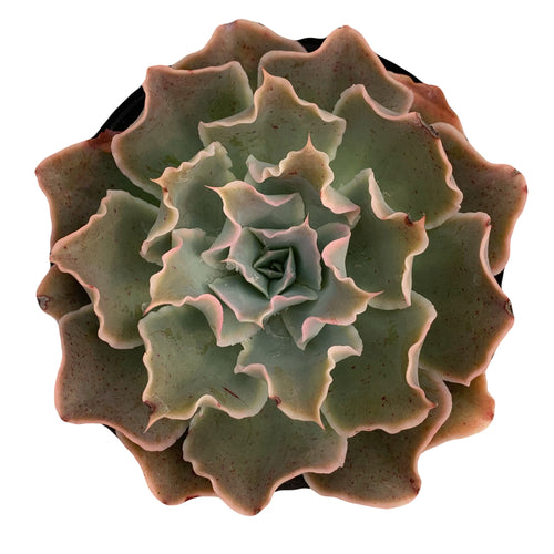 Echeveria Simulans - 4'' pot - Dose of Succulents