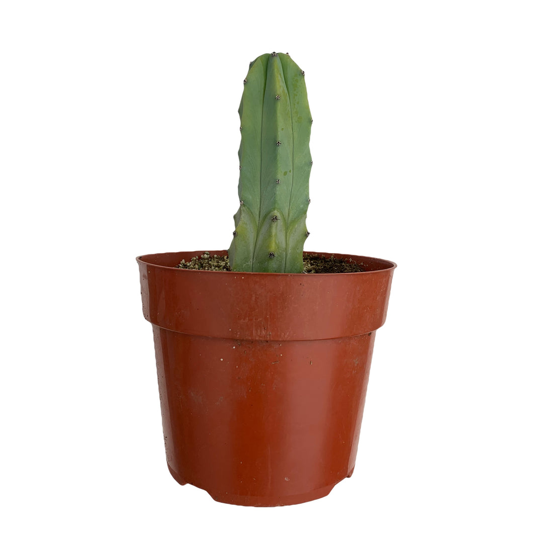 Myrtillocactus Geometrizans Blue Candle Cactus - 6'' pot