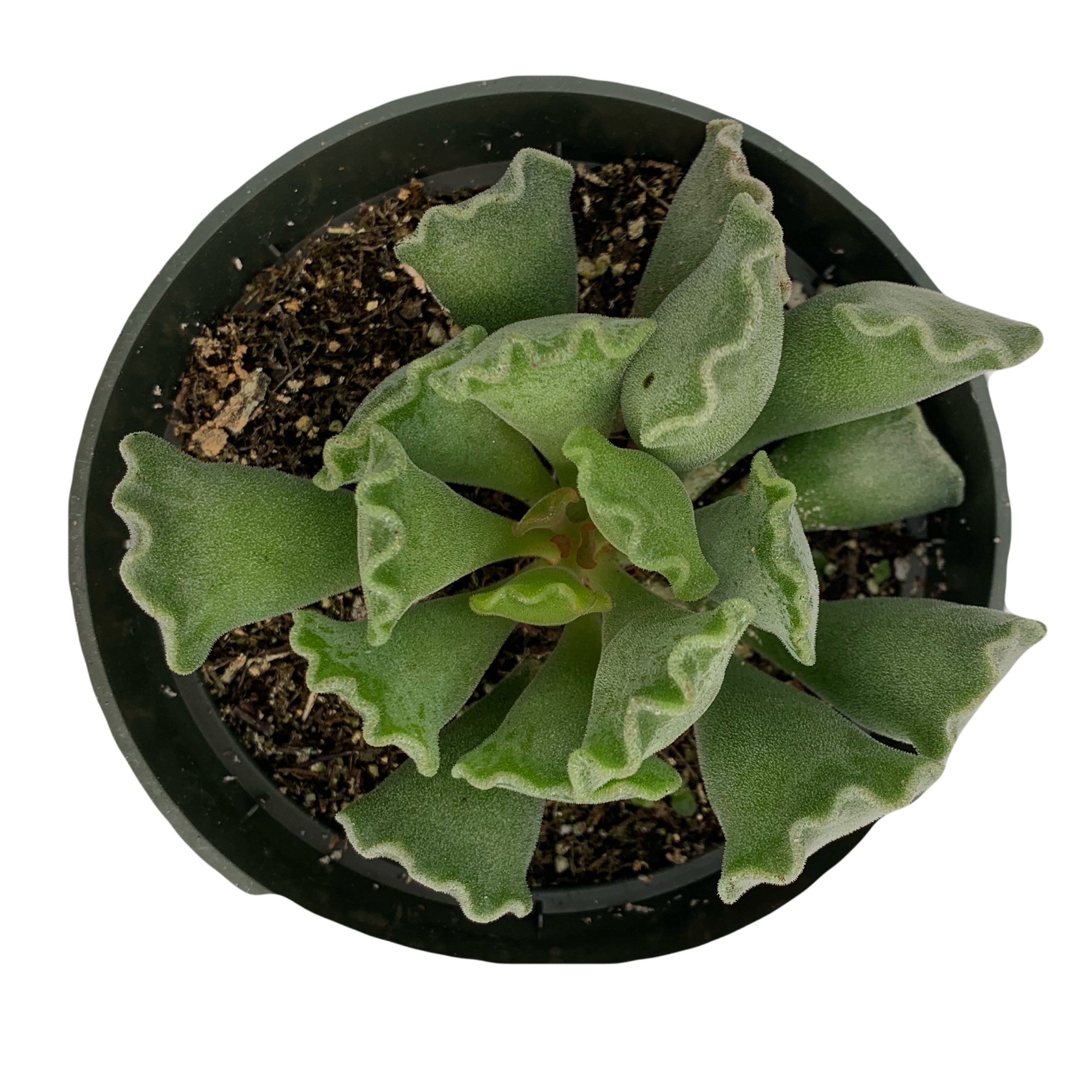 Adromischus Cristatus 'Key Lime Pie' - Crinkle Leaf Succulent
