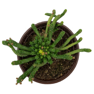 Euphorbia Medusa - 6'' Pot