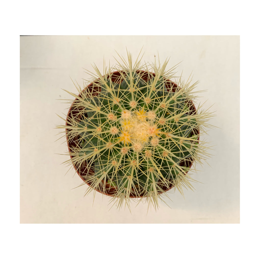 Golden Barrel Cactus - 6'' pot