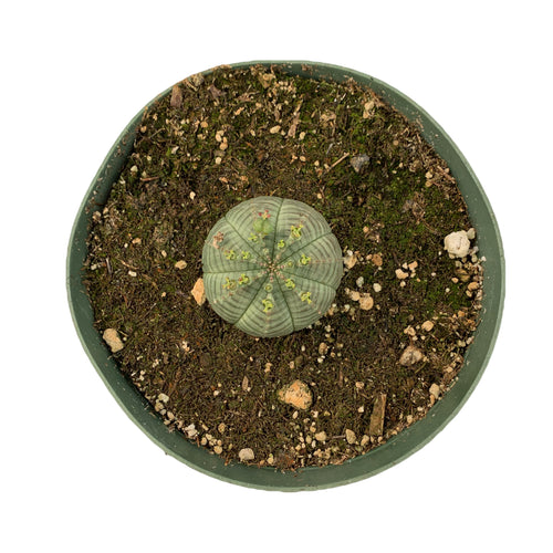 Euphorbia Obesa Baseball Plant - 6'' Pot