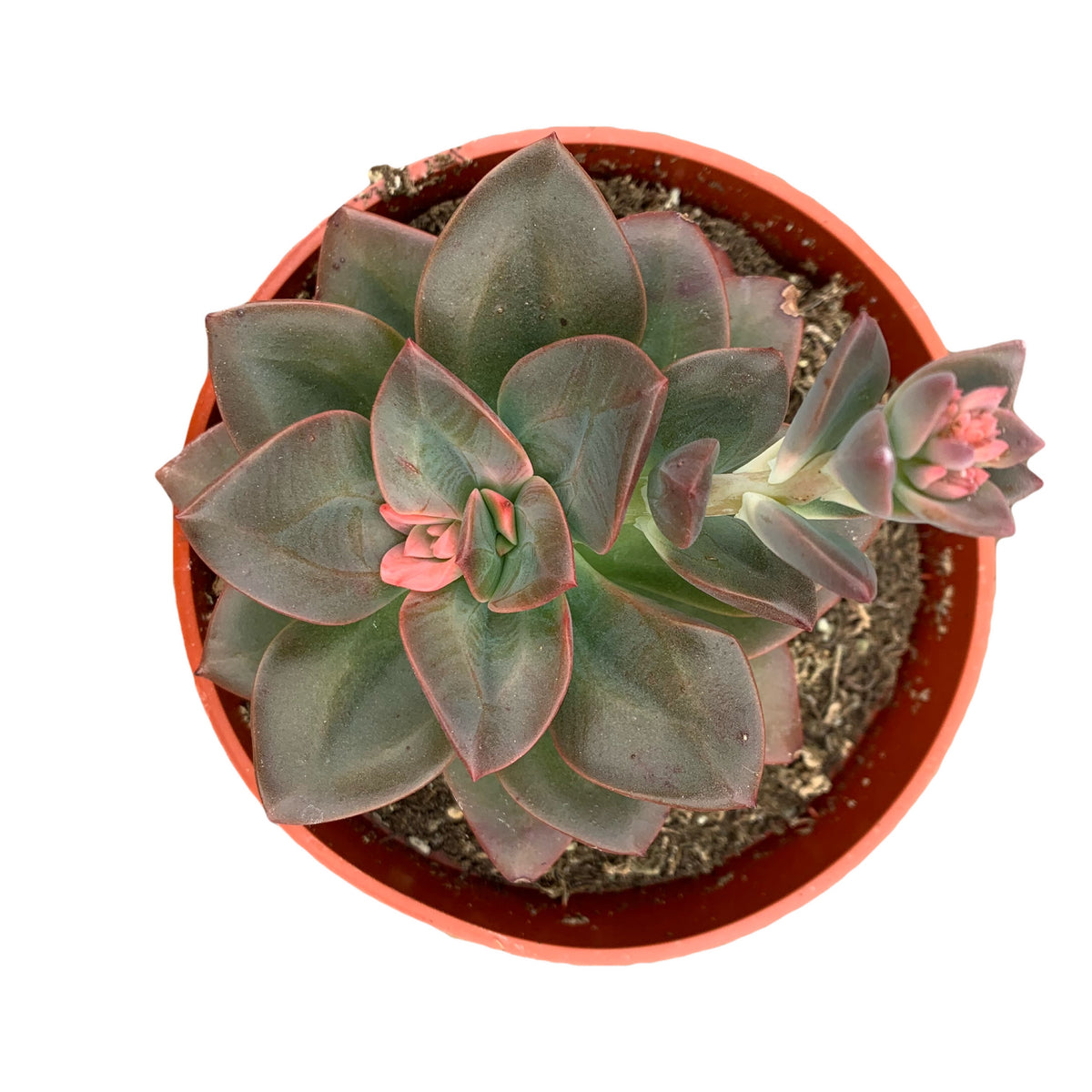 Echeveria Chroma – Dose of Succulents