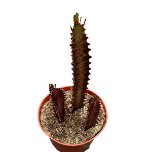Euphorbia Trigona Rubra - 6''