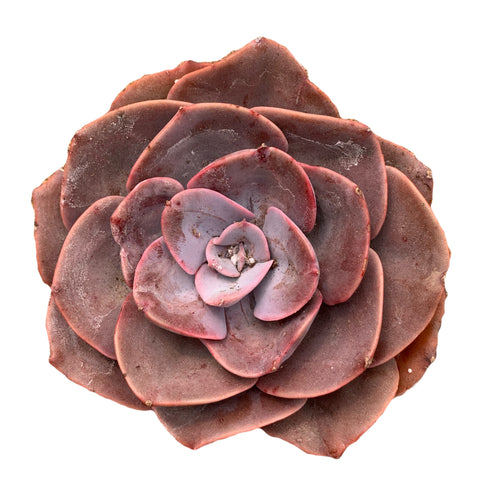 Echeveria Dusty Rose succulent pink small plant 