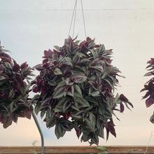 Load image into Gallery viewer, Tradescantia Zebrina Wandering Jew Zebrina Large Hanging Plant