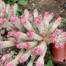 Load image into Gallery viewer, Euphorbia Mammillaris Variegated