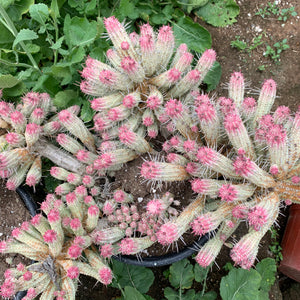 Euphorbia Mammillaris Variegated - Dose of Succulents