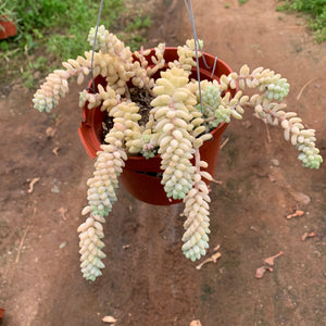 Stressed Donkey Tail Stressed Burros Tail