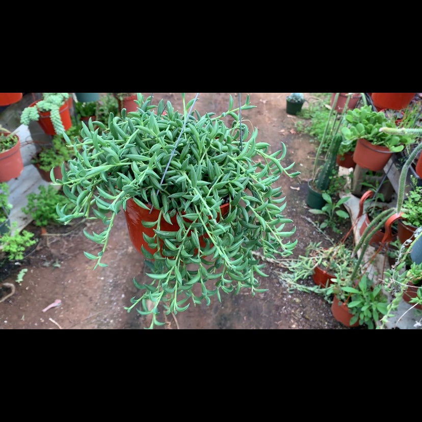 string of bananas succulent String of Bananas – Dose of Succulents