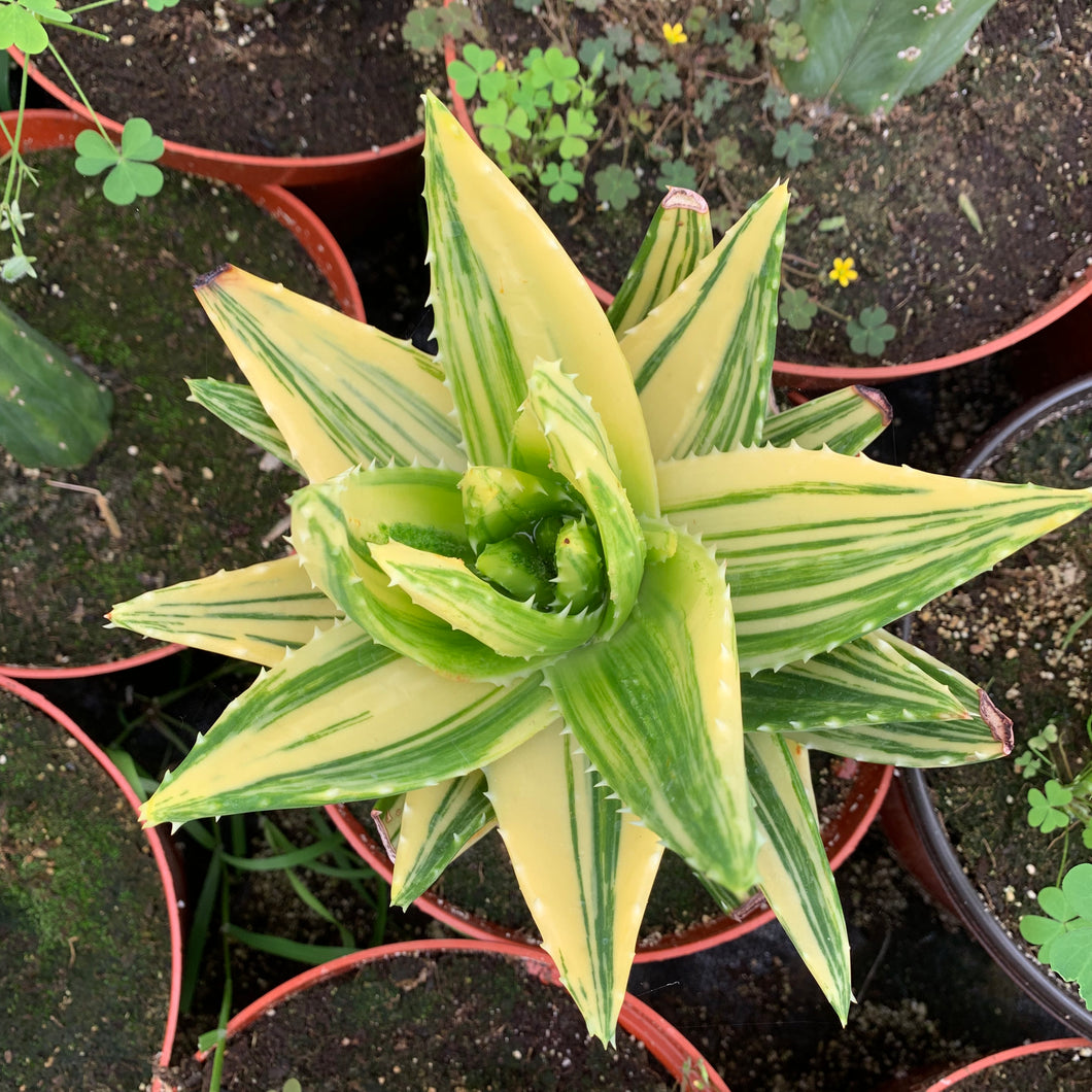 Aloe Nobilis Variegated Variegata