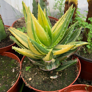 Aloe Nobilis Variegated Variegata