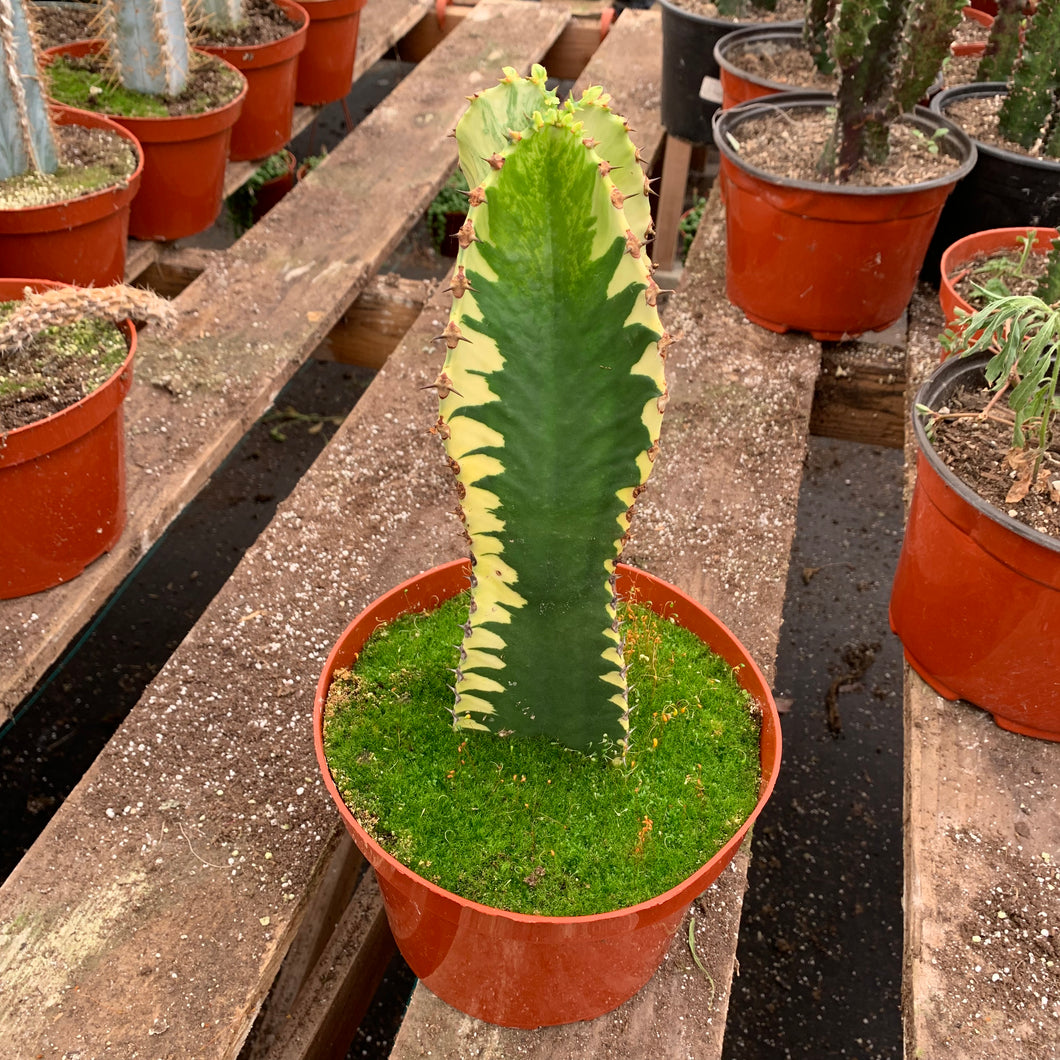 Unique Euphorbia Ammak