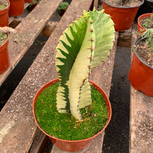 Load image into Gallery viewer, Unique Euphorbia Ammak