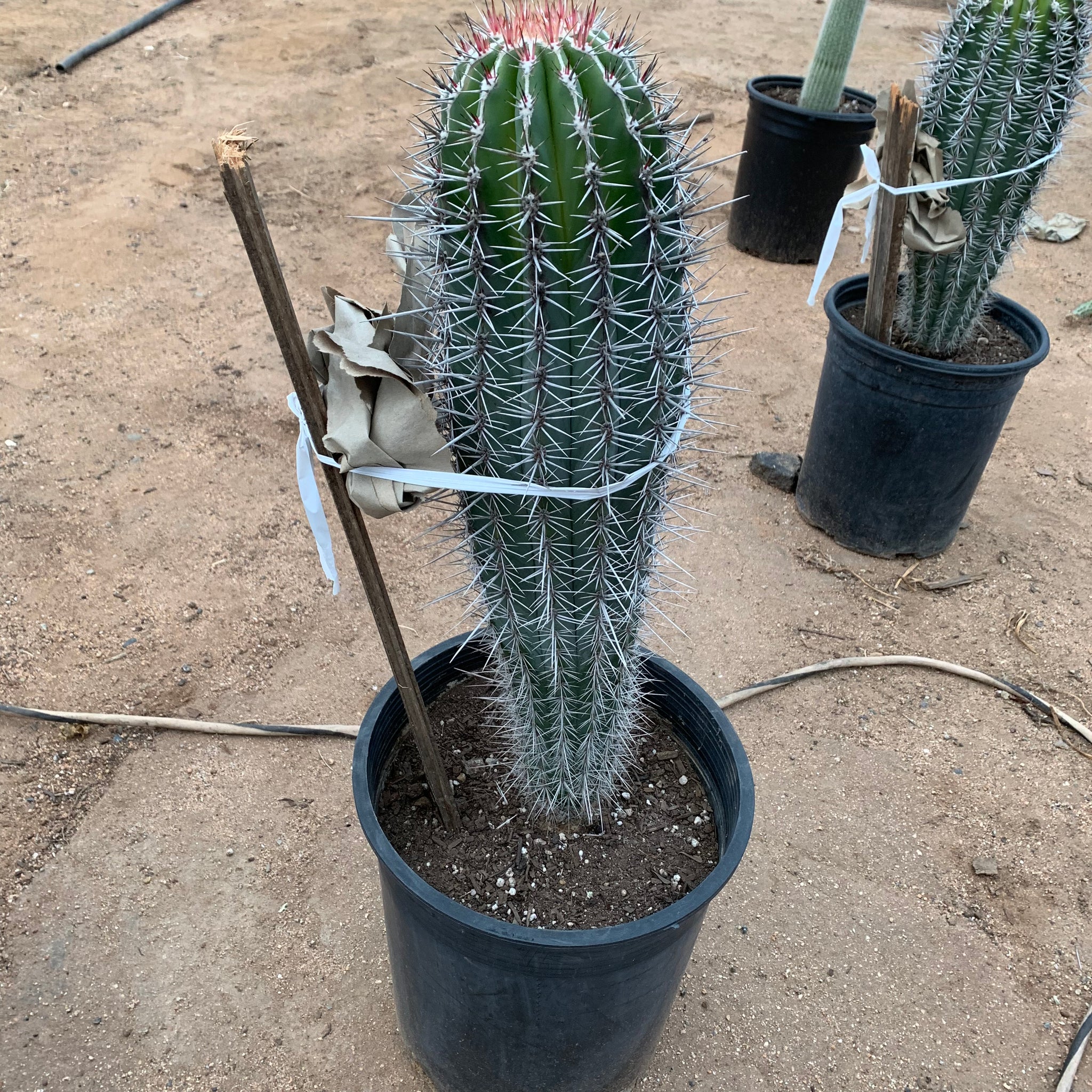 saguaro succulent Pachycerues Pringlei False Saguaro Cordon – Dose of Succulents