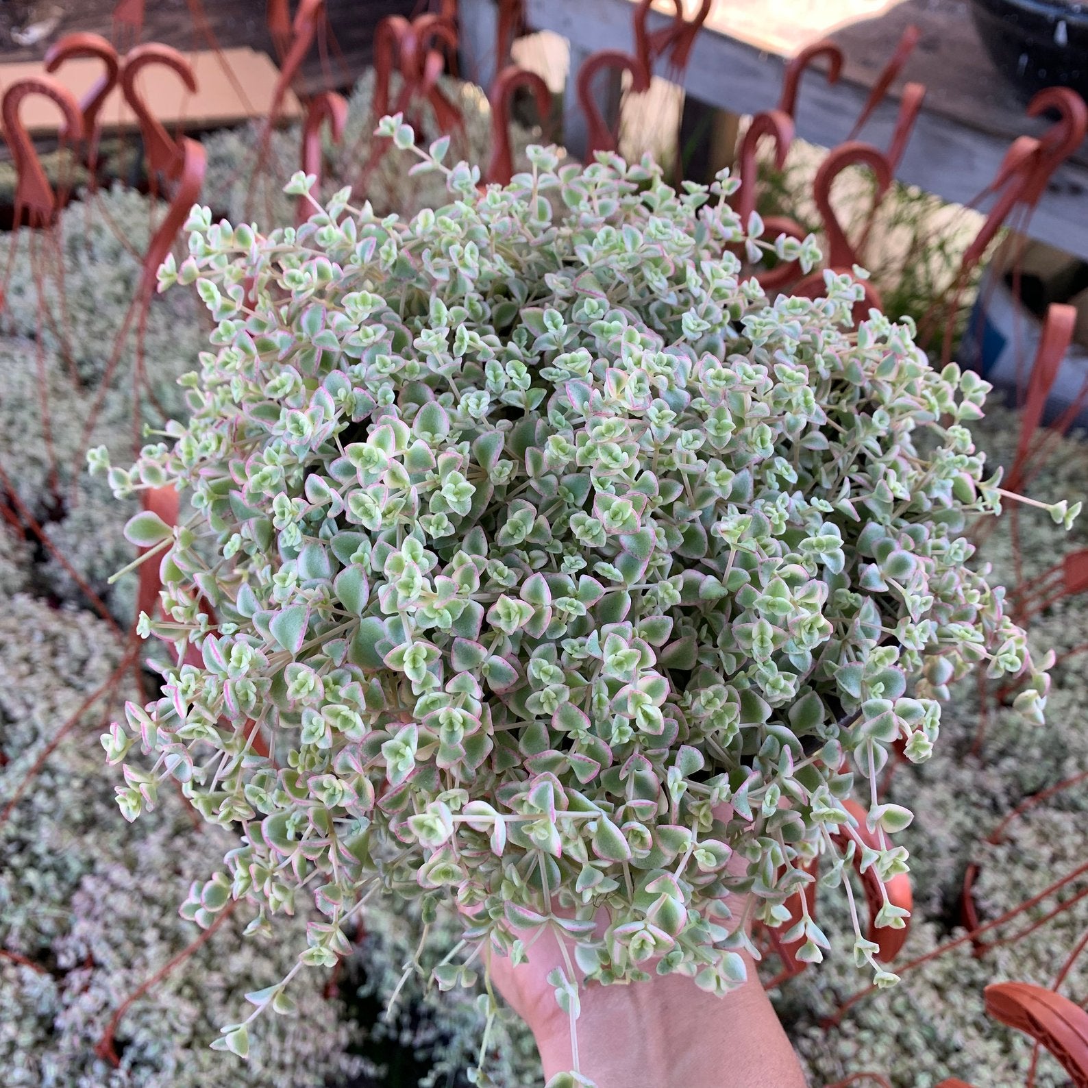 Sedum 'Little Missy'