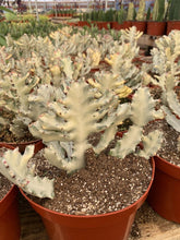 Load image into Gallery viewer, Euphorbia Lactea White Ghost