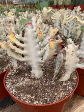 Load image into Gallery viewer, Euphorbia Lactea White Ghost