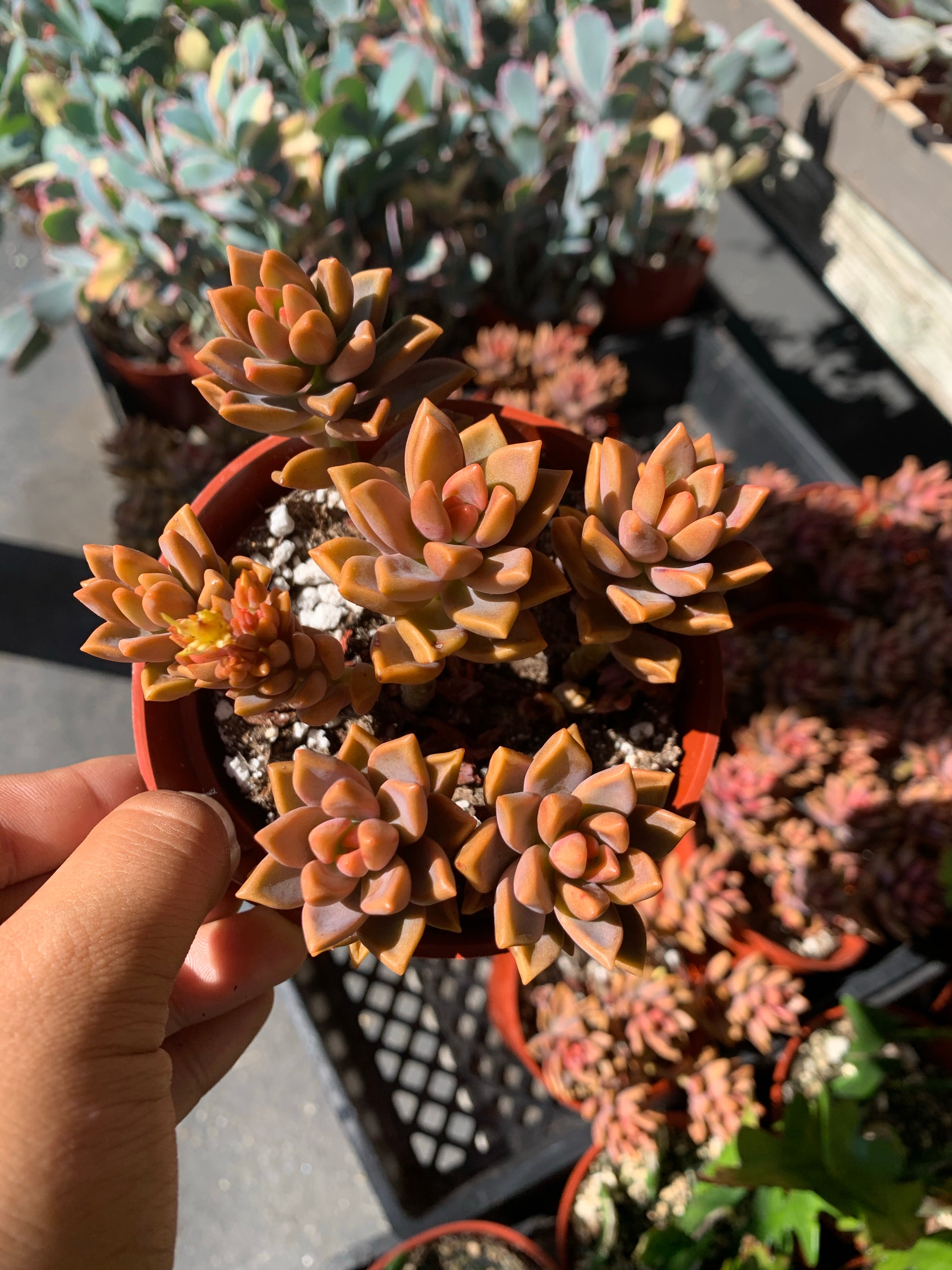 choco moonstone succulent scientific name Graptosedum bronze 4”pot – Dose of Succulents