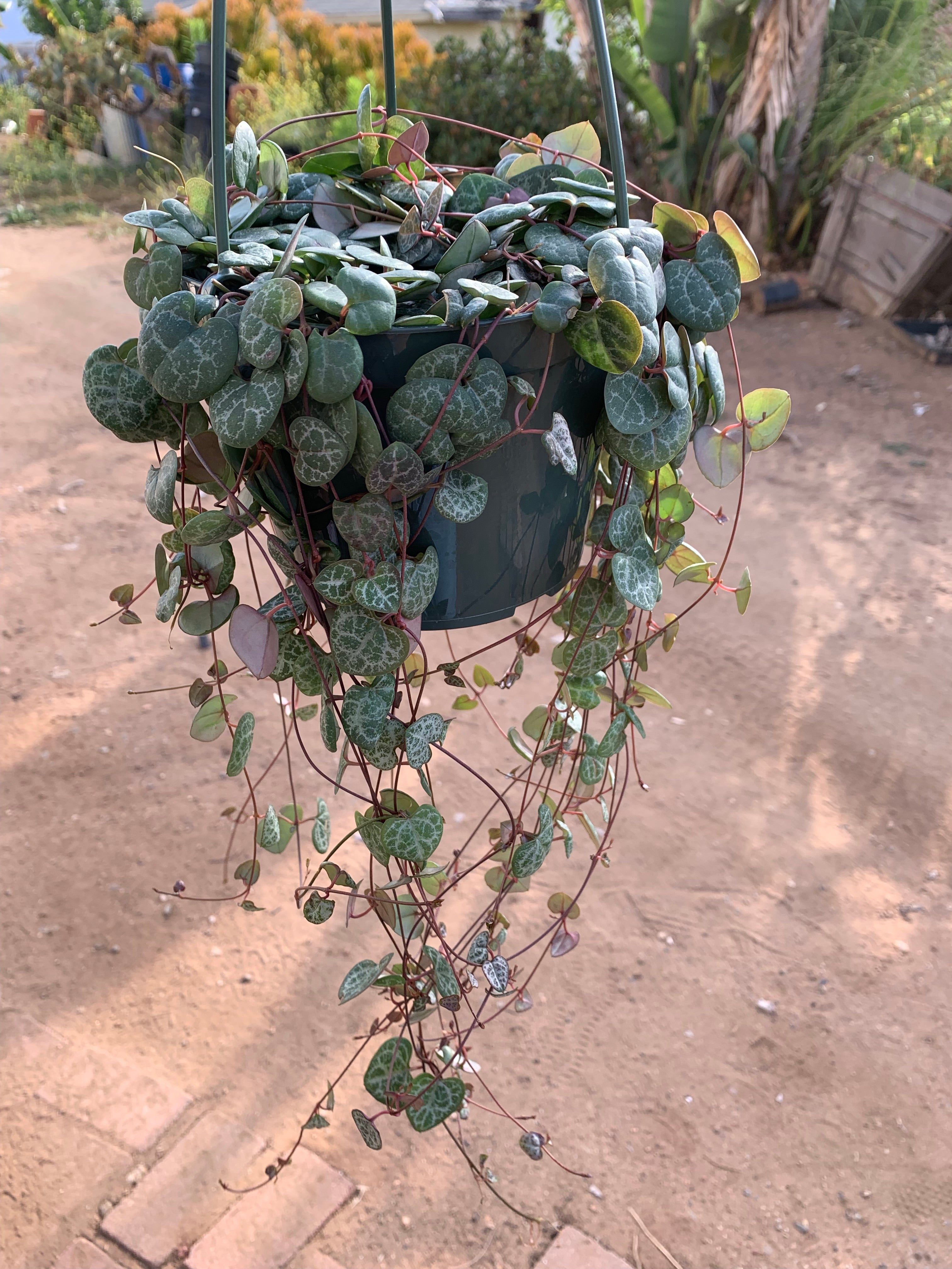 ceropegia succulents Ceropegia Woodii String of Hearts – Dose of Succulents