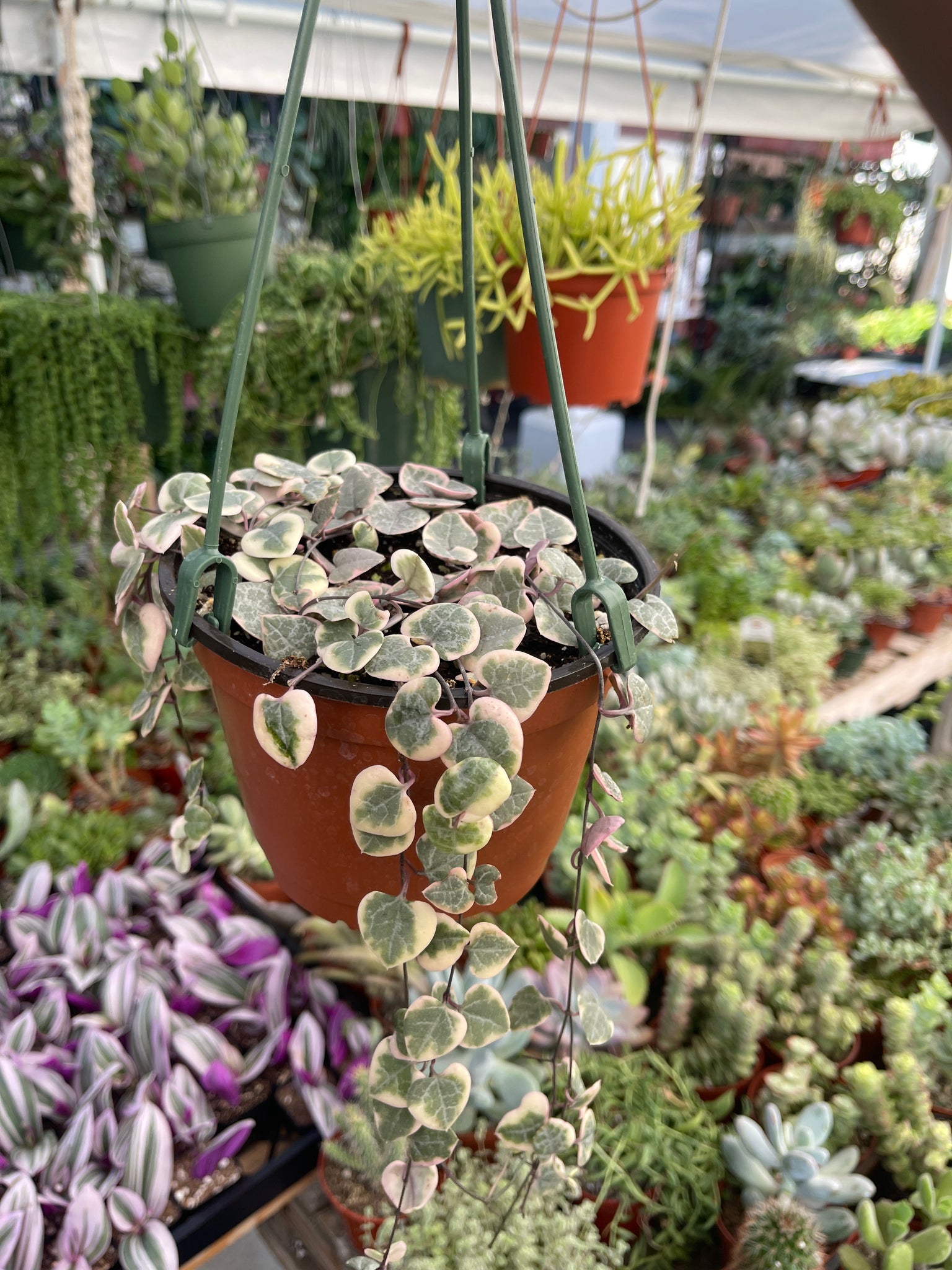 succulents string of hearts Variegated Strings of Hearts 6” Pot Ceropegia woodii – Dose of Succulents